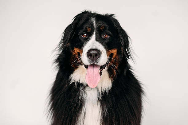 istock Bernese mountain dog with tongue out on white background 2239853715