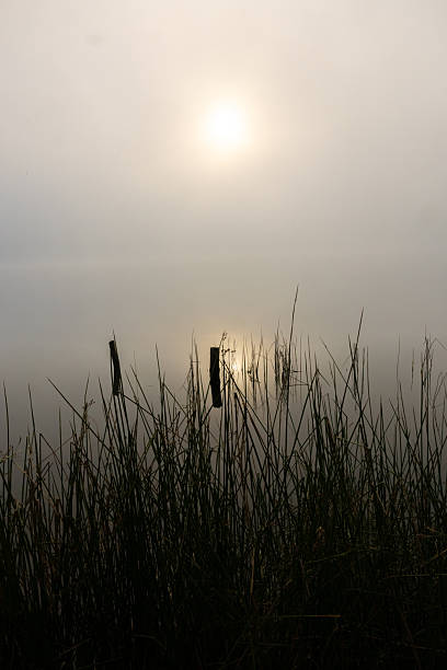 Foggy morning sunrise over lake with tall grass in La Pine, Oregon, United States