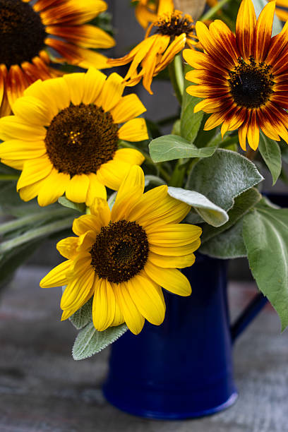 istock Close-up of yellow sunflowers in rustic blue pitcher 2239854005