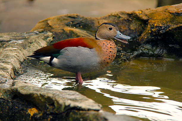 Portrait of a ringed teal (callonetta leucophrys) perching in a lake.