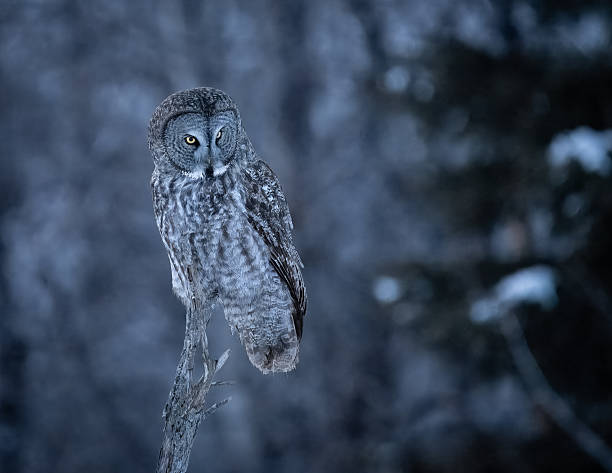 istock Great Gray Owl on the hunt 2239855672
