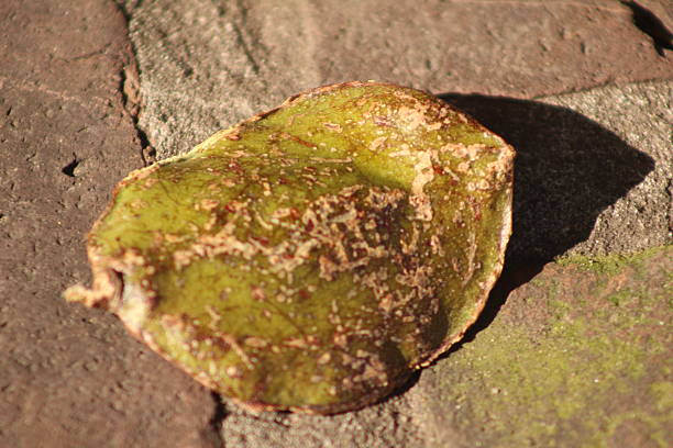 The branches of a dried ivy plant on the bark of a tree create a graphic geometry. Known by the scientific name Hedera Helix, this plant is widespread throughout the world to cover walls, trees and rocky areas with its leaves. It is normally a very resistant and luxuriant plant that can even reach 20-25 meters in extension. Image in high definition quality.