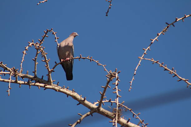 istock Nature Argentina, San Isidro 5 2239855811