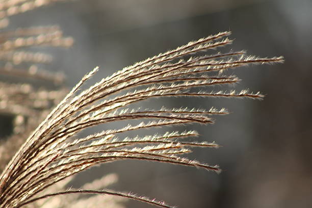 A bit of dried up grass set against a dark orange back ground blowing in the wind