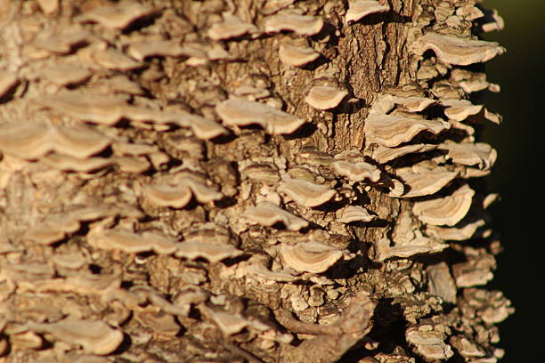 These photos were taken naturally and casually, during a morning walk. There are a variety of elements, textures, insects, colors, and animals. They are all part of a whole that lives in San Isidro.Estas fotos son tomadas en forma natural y casual, en el paseo matutino. Hay variedad de elementos, texturas, insectos, colores y animales. Todos forman parte de un todo que vive en San Isidro.