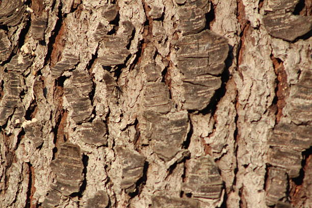 These photos were taken naturally and casually, during a morning walk. There are a variety of elements, textures, insects, colors, and animals. They are all part of a whole that lives in San Isidro.Estas fotos son tomadas en forma natural y casual, en el paseo matutino. Hay variedad de elementos, texturas, insectos, colores y animales. Todos forman parte de un todo que vive en San Isidro.
