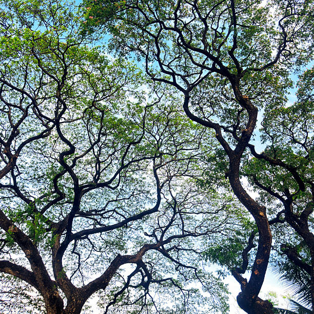 Close up large evergreen tropical tree in public park in Bangkok, Thailand