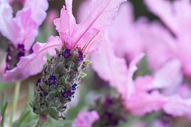 several Pink Lavender in a Garden