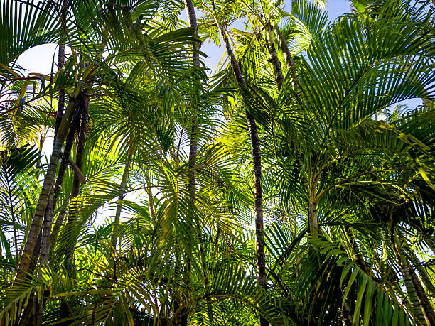 Palm trees in Key West, Florida
