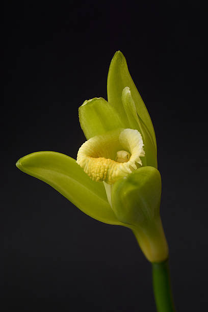 istock macro view of vanilla flower isolated black 2239858252