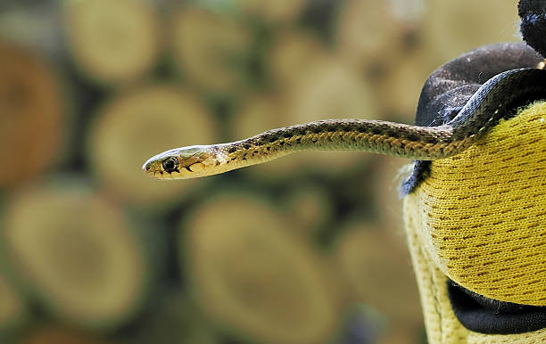 istock Baby garter snake in close up 2239858556