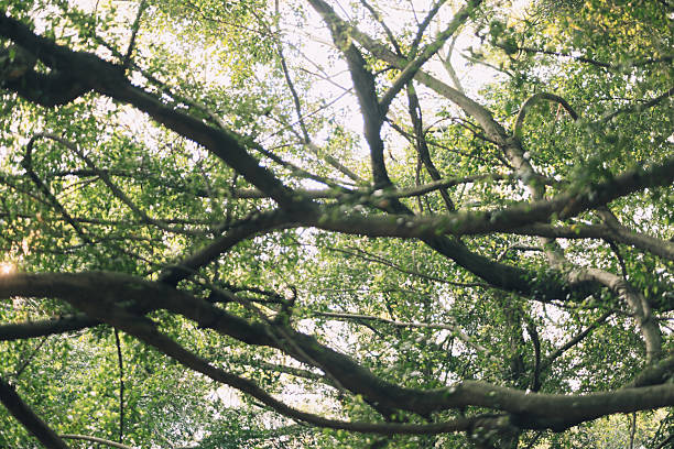 The branches of the banyan tree