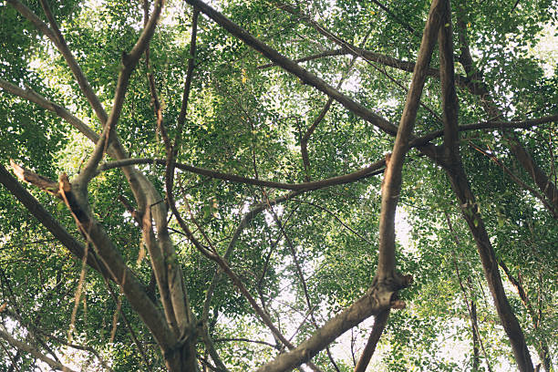 The branches of the banyan tree