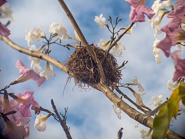 A delicate bird’s nest rests on a flowering tree branch surrounded by pink and white blossoms against a bright blue sky.