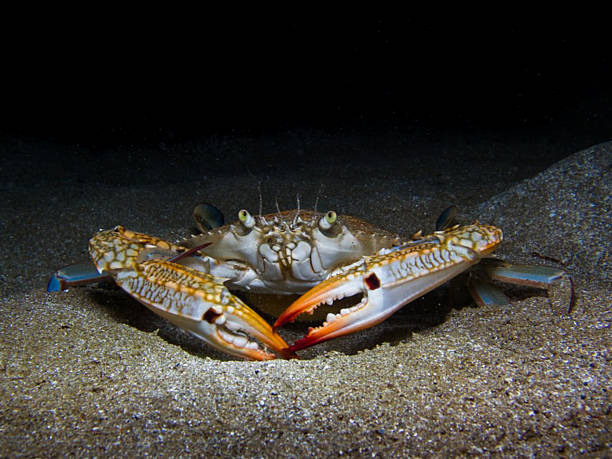 Black Coral Crab