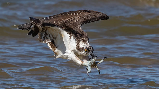 istock Osprey in flight looking for a meal and diving for fish catch 2239864543