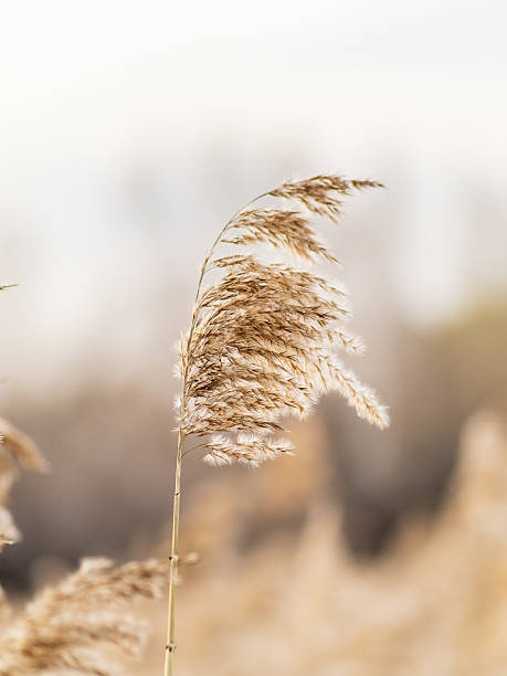 istock Yellow autumn fluffy feather grass with seeds on curved stems in light wind. Hello autumn concept. Natural background with copy space 2239864680