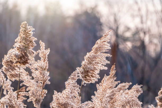 istock Yellow autumn fluffy feather grass with seeds on curved stems in light wind. Hello autumn concept. Natural background with copy space 2239864693