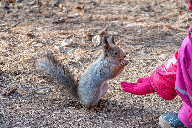 istock Girl feeds a squirrel with nuts in an autumn park. 2239864694