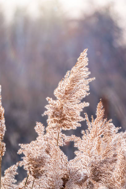 istock Yellow autumn fluffy feather grass with seeds on curved stems in light wind. Hello autumn concept. Natural background with copy space 2239864704