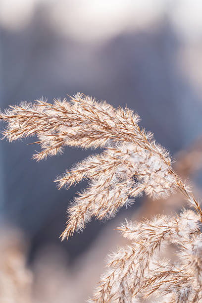 istock Yellow autumn fluffy feather grass with seeds on curved stems in light wind. Hello autumn concept. Natural background with copy space 2239864741