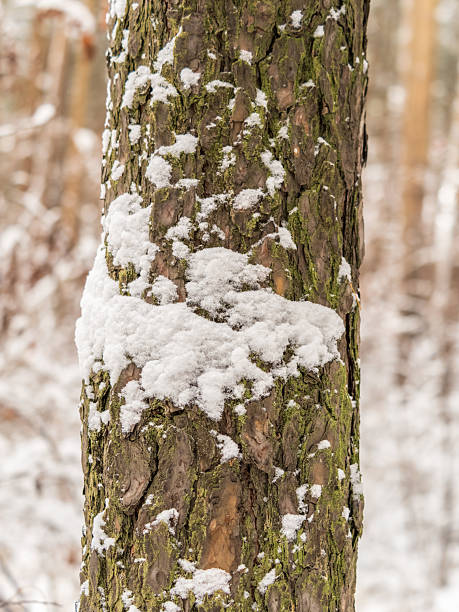 A tree trunk with snow in winter. The trunk of a larch tree covered with snow. Nature in winter. Trees in winter.