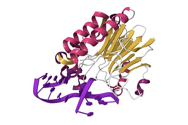 istock Structure of human APE1 endonuclease with bound abasic DNA. 2239866188