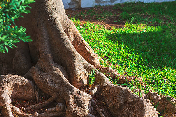 Tree roots sprawl across dry sandy soil in a serene natural landscape