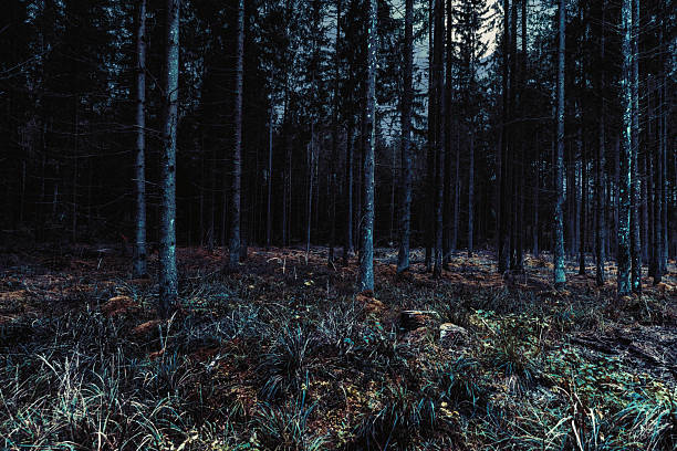 istock A creepy surreal forest as a background for horror stories 2239870004