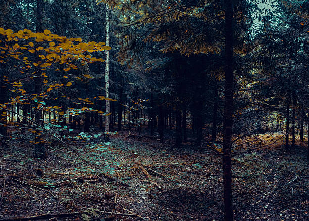 A creepy surreal forest as a background for horror stories