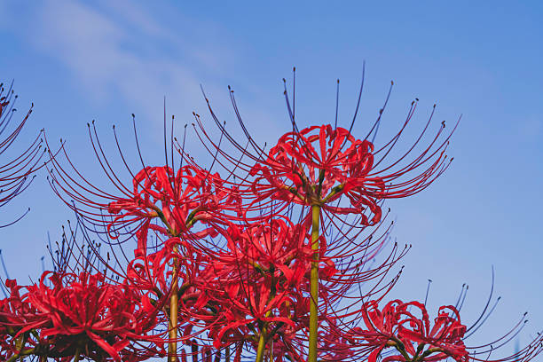 Close-up of a beautiful red spider lily