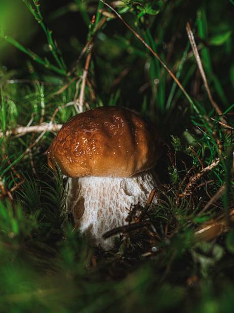 Close-up of a porcini mushroom surrounded by lush green grass in a forest setting.