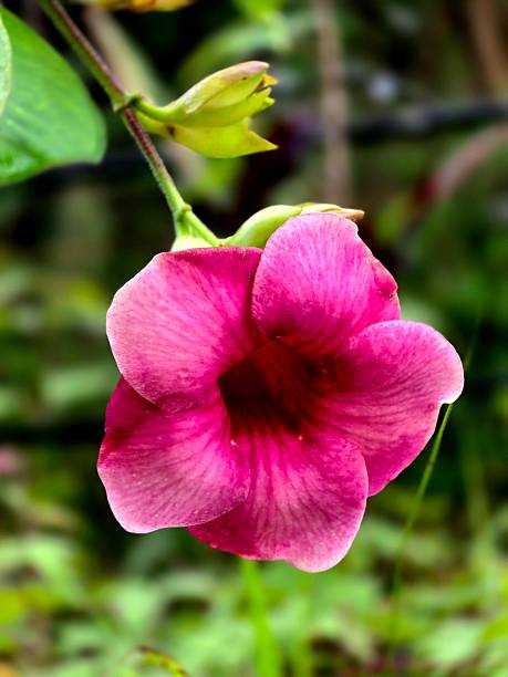 Allamanda Blanchetii or Purple Allamanda or Red Bell flower