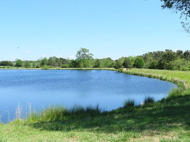 istock Serene lakeside with lush greenery and blue sky. 2239875231