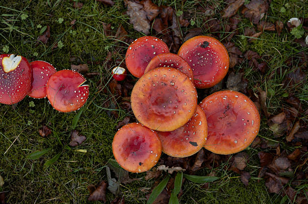 istock Cluster of Fly Agaric Mushrooms on Forest Floor 2239875896