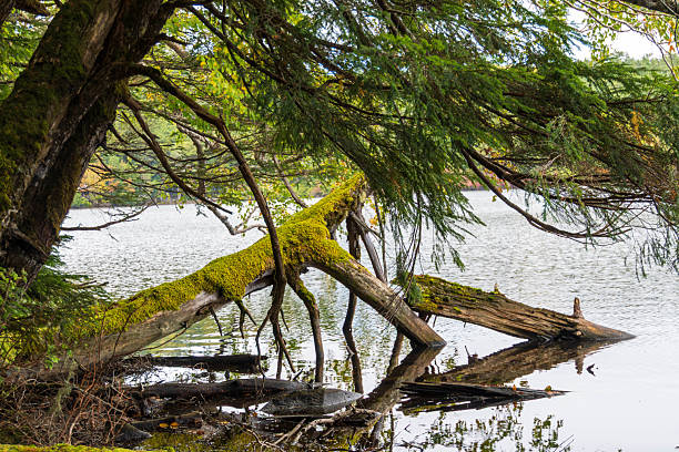 istock Yatsugatake Shirakoma Pond Mononoke Forest Water surface 2239875957