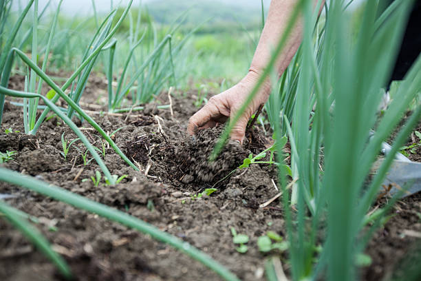 istock Hand Weeding Organic Vegetable Garden With Growing Onions 2239876710