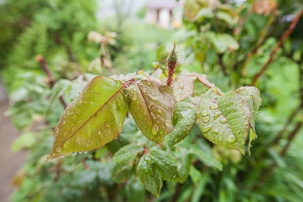 Close-up of rose leaves covered in water droplets after rain, with soft background blur. Ideal for wellness branding, nature editorials, environmental campaigns, and botanical design.