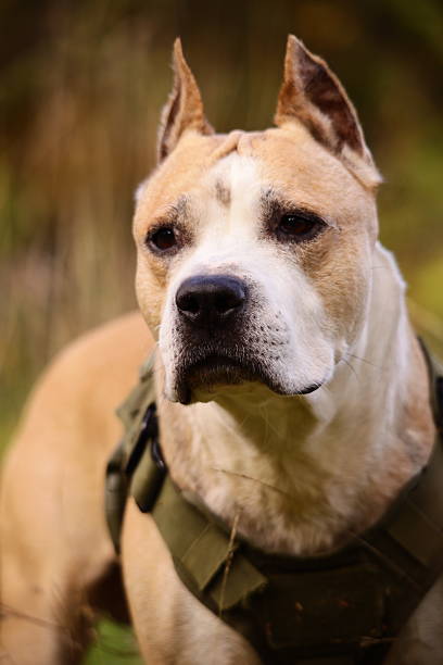 A happy dog wearing a backpack on its back, suitable for outdoor and adventure-themed projects