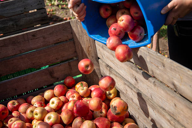 istock Apple Harvest in the Palatinate region 2239878766