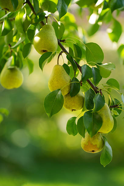 istock green pear fruit on a tree branch with leaves 2239879902