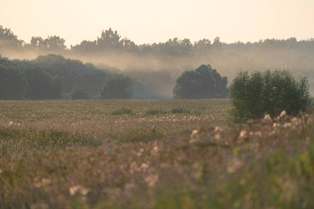 a field with mown grass and haystacks, a summer evening