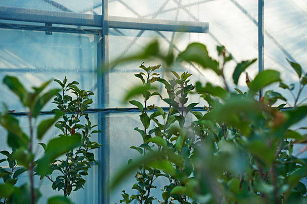 The inside of a working greenhouse