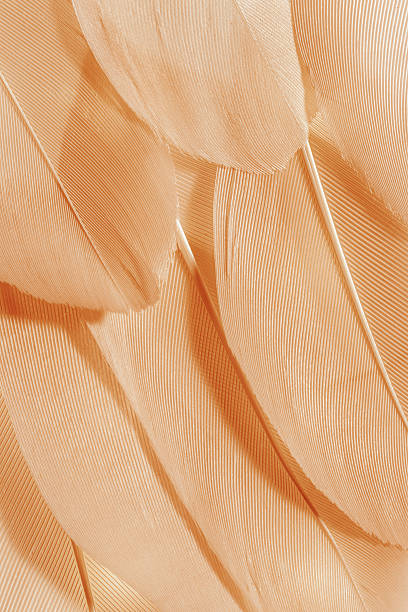 Macro photo beige feathers, natural pattern with fine texture and soft lines, abstract nature background. Minimal pastel composition for beauty, fashion, spa, design concepts. Aesthetic beauty nature