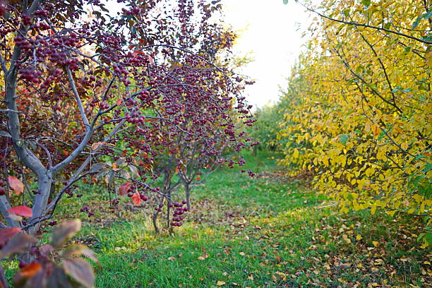 Branches of an apple tree. Big garden, harvest time.