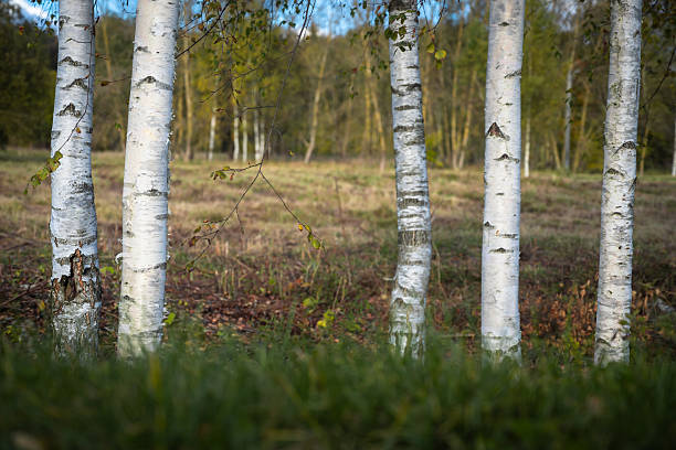The birch trees have white trunks with black stripes and thin branches without leaves. In the background, other trees with brown leaves are visible, indicating an autumn or winter period.
