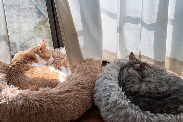 istock Two cute cats relaxing by the window 2239886104
