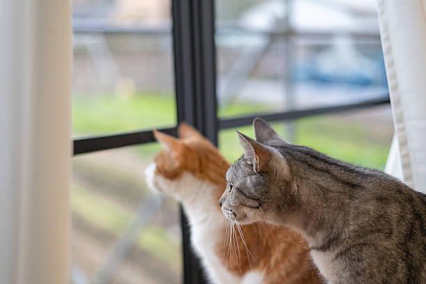 istock Two cute cats looking out the window 2239886105