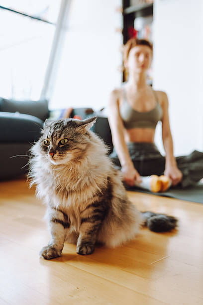 istock Yoga with pet cat 2239889354