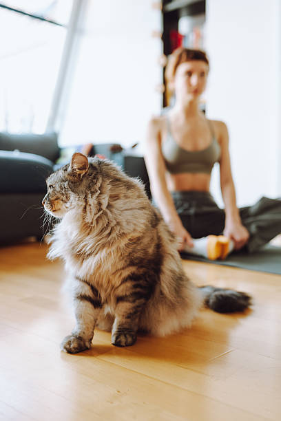 istock Yoga with pet cat 2239889426